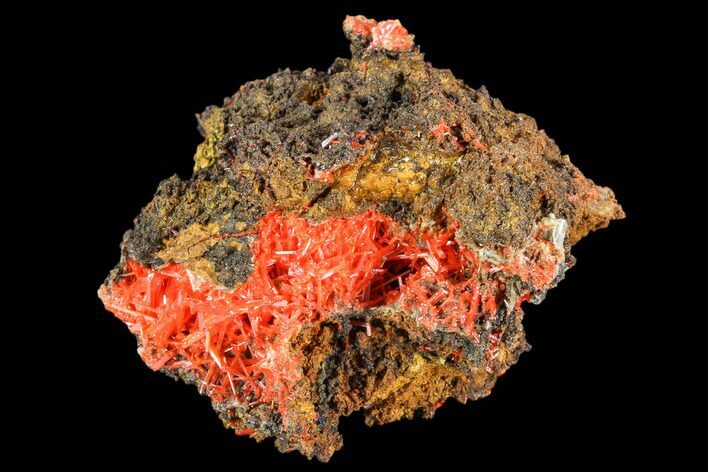 Bright Orange Crocoite Crystal Cluster - Tasmania #106808